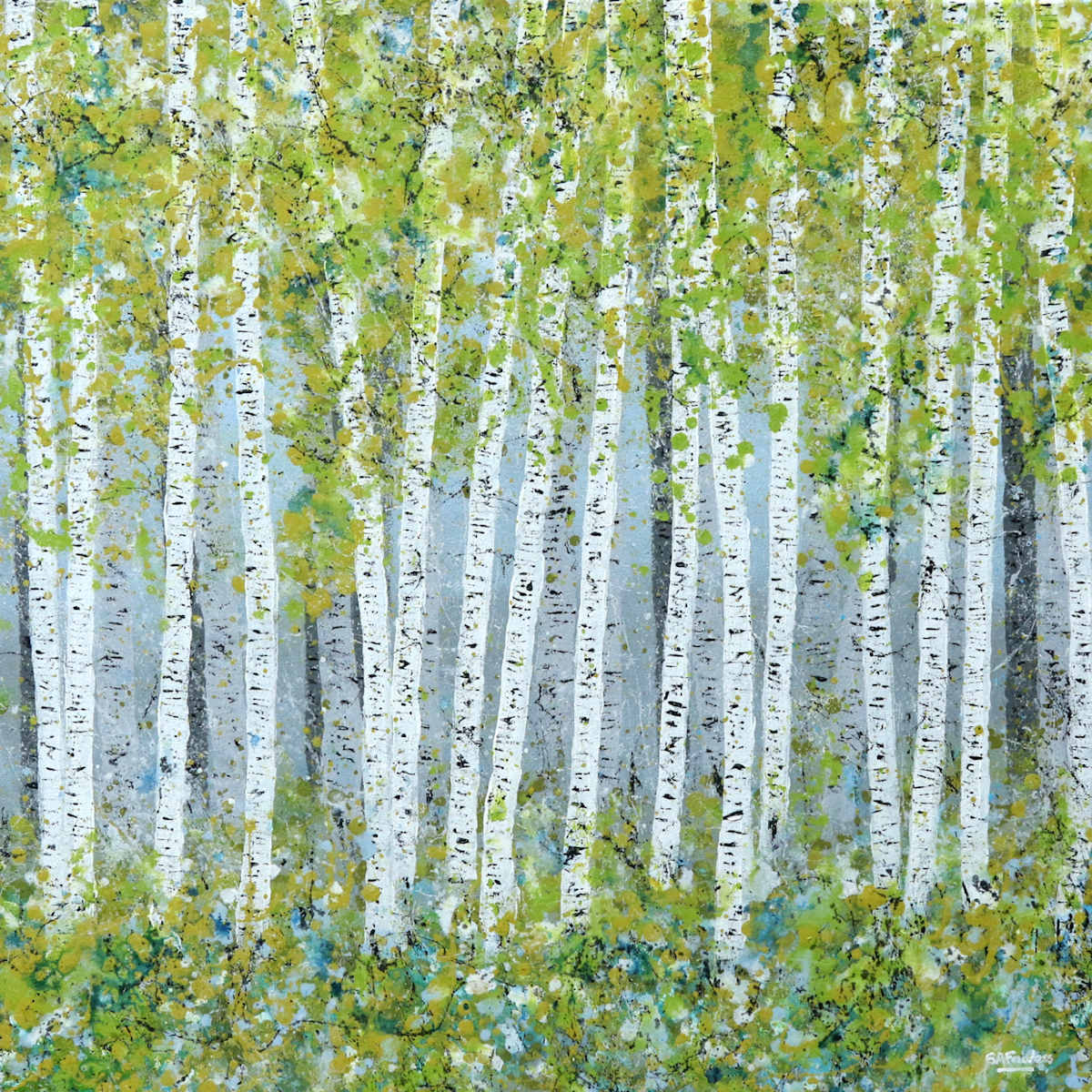 Silver birch trees in Spring