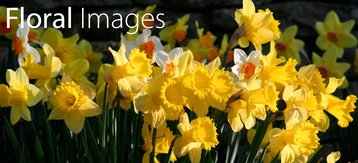 Floral Photographic Images