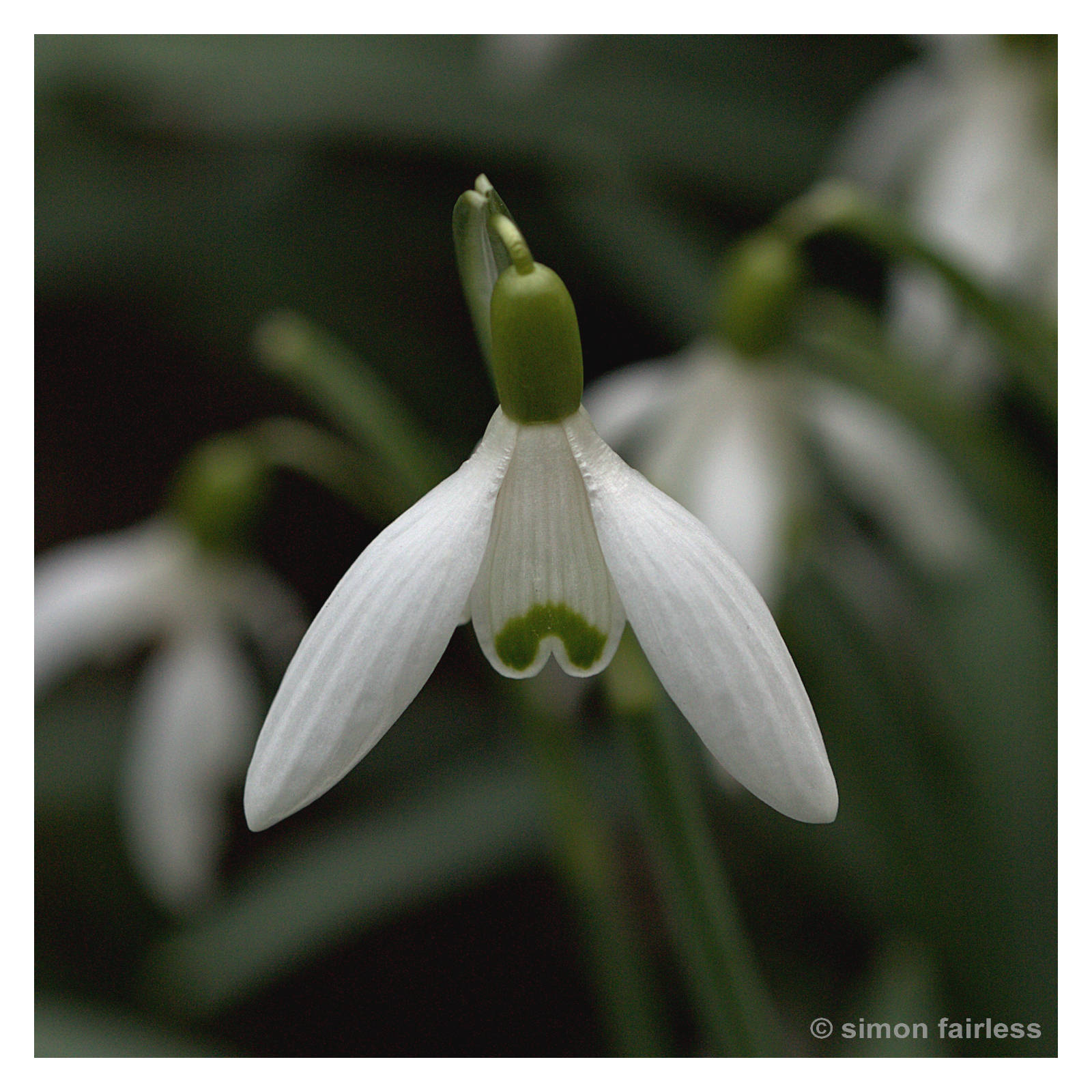 Floral Image of snowdrops