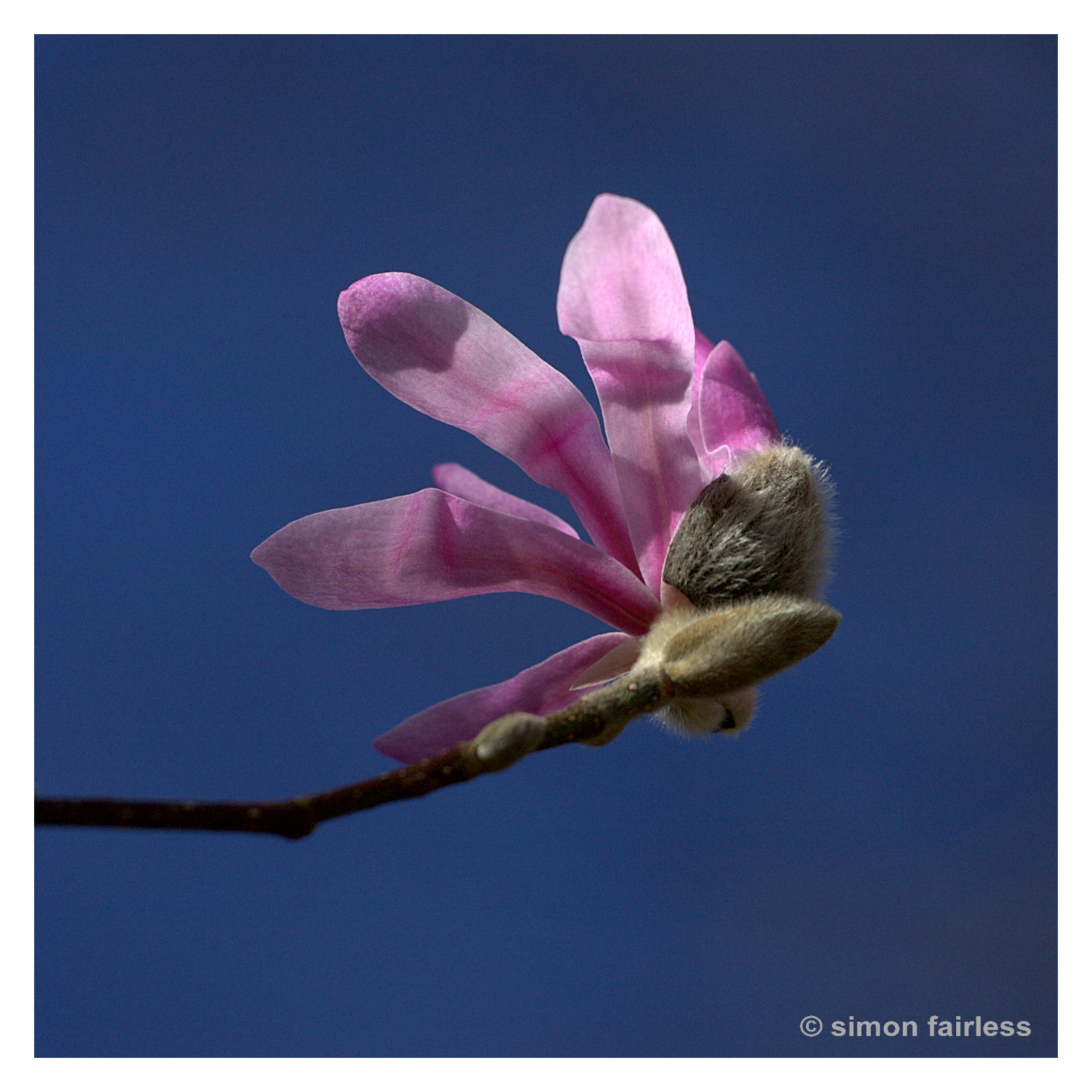 Floral Image of Magnolia blossom