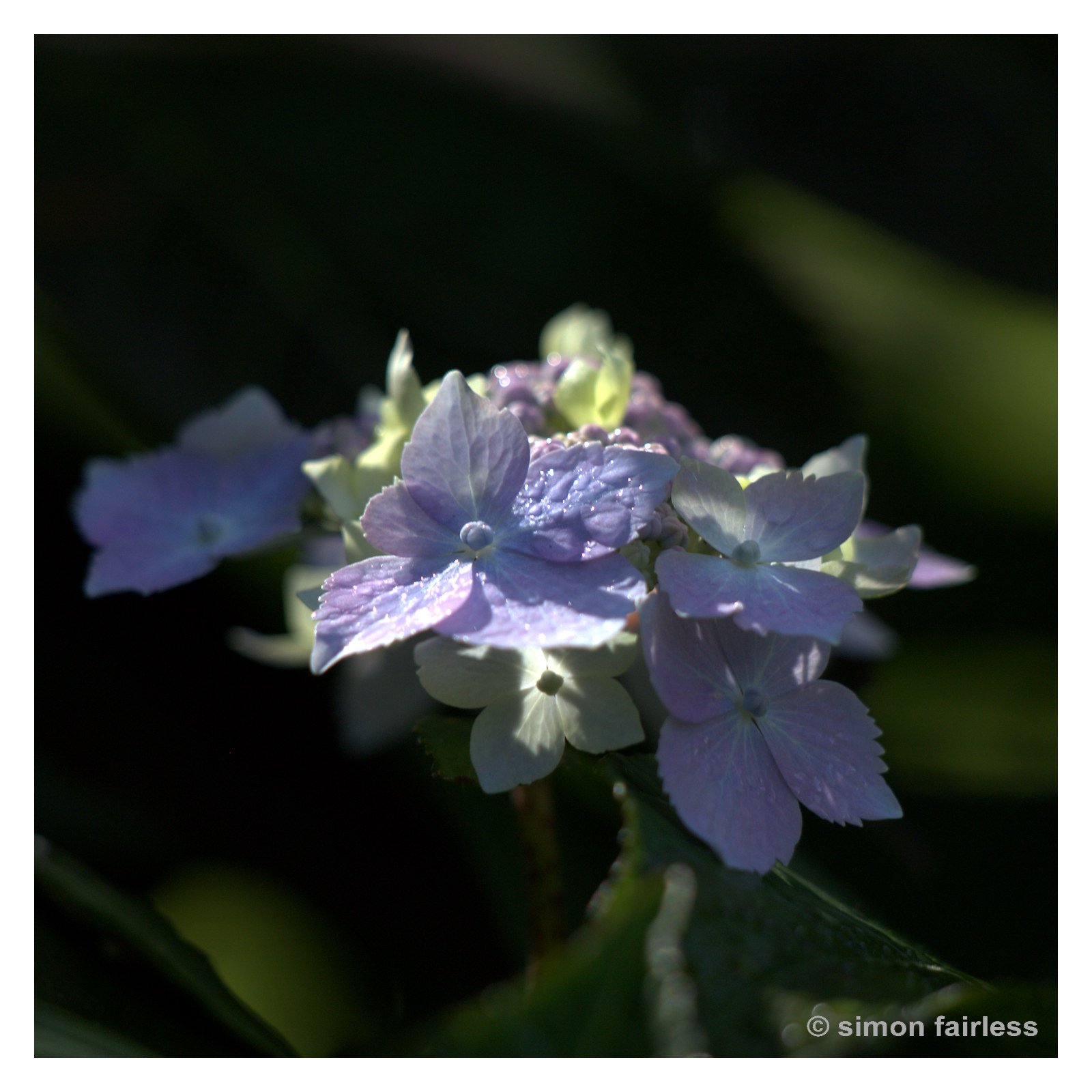 Floral Image of hydrangea flower